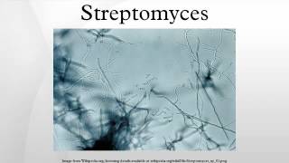 Streptomyces [upl. by Osgood]