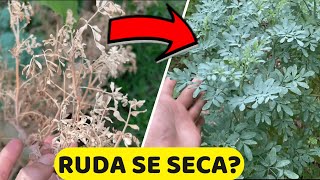 Mi PLANTA De RUDA Se esta SECANDO 😥 Cómo RESUCITAR o SALVAR La RUDA  Parte 2 [upl. by Nahshu]