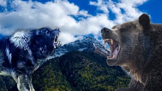 illyrian shepherd vs bear test  livestock guard dog vs bear test [upl. by Nicolina]