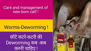 WormDeworming  अपने बछड़े का Deworming [upl. by Yeclehc]