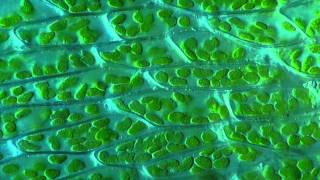 Moss Leaf  Hypnum cupressiforme  1000x microscope [upl. by Wallack]