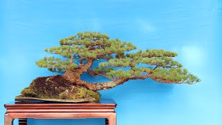 Masahiko Kimura creates a Bonsai [upl. by Aikcin]