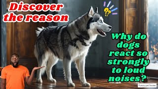 Why do dogs react so strongly to loud noises Discover the reason [upl. by Gregson]