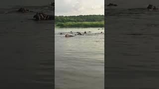 Boat Cruse tours In Queen Elizabeth National Park  Hippos [upl. by Nylakcaj]