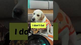 Hilarious Dog Antics 😂🐾 funnyshorts [upl. by Adnor]