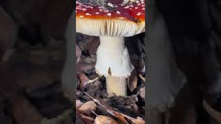 Finding HUGE Amanita muscaria  The Fly Agaric  Mario Mushrooms in the Napa Valley [upl. by Bagley]