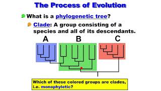 Macroevolution  Phylogenetic Tree  Clade  Monophyletic  Paraphyletic  Polyphyletic [upl. by Aset]