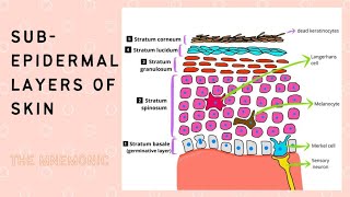 Epidermal Layers of the Skin A mnemonic [upl. by Anawahs]