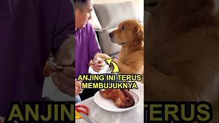 Kisah Anjing Ini Mengejutkan Semua Orang [upl. by Landy552]