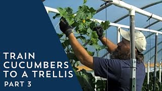 How to Train Cucumbers to a Trellis 3 [upl. by Bolger]