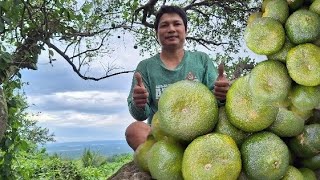 LAST HARVEST NG LADO sa bundok ang dami parin [upl. by Ahsiekit694]