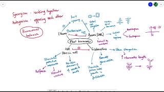 A2 Biology  Plant hormones OVERVIEW OCR A Chapter 16 [upl. by Nawram]