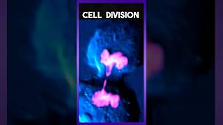 Cell Division Animation [upl. by Cormack]