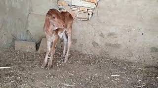 ताम्र कपिला 1st lactation gir cow for sell rajeshtan ajmerSawne kapila 1 femle cafe 7976427688 2 [upl. by Nylesoy]