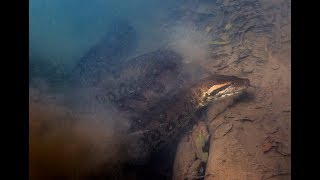 Wild Jungles amp Rivers of Brazil  Diving with Anacondas [upl. by Ynnohj568]