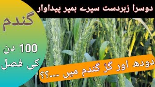 Milk and Jaggery In Crop  Organic Spray in Wheat Crop  Natural Farming AgriOrgoLands [upl. by Gadmann]