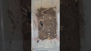 Dwarf pink leg tarantula baby spider tarantula [upl. by Irim]