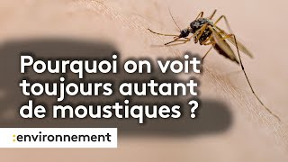 Pourquoi yatil encore autant de moustiques [upl. by Drarrej]