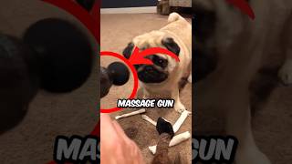 How To Use A Massage Gun On A Pug yardleyandgigi shorts pug dog pets animals [upl. by Suoirtemed941]