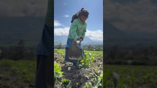 Trabajando en la Chacra de Los Andes viralvideo anta [upl. by Nolahc]