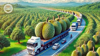 How To Process Millions Of Asia Durians In A Processing Factory [upl. by Merth52]