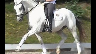 SOLD wwwsporthorsesonlinecom 2006 FEI dressage pony gelding 142 hh [upl. by Chouest]