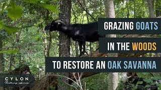 Grazing goats in the woods to restore an old oak savanna [upl. by Cirdec349]