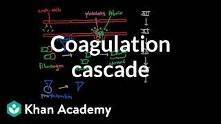 Coagulation cascade  Human anatomy and physiology  Health amp Medicine  Khan Academy [upl. by Hanimay]