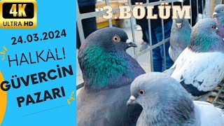 Yeni 2BÖLÜM 19 MAYIS 2024 HALKALI GÜVERCİN PAZARI pigeon birds animals güvercin quot4Kquot [upl. by Ellenuahs]