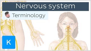 Nervous system  Anatomical terminology for healthcare professionals  Kenhub [upl. by Amyas]