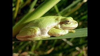 Middle East tree frog  Hyla savignyi  Δεντρόβιος Βάτραχος  Cyprus [upl. by Adnouqal96]