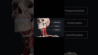 Palpable Arteries  pulses  pulses checking [upl. by Toinette]