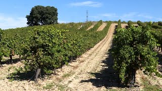 Cuatro rutas del vino en Valladolid con un objetivo común [upl. by Baecher]