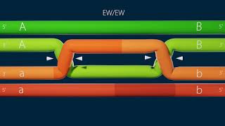 homologous recombinationholliday junction resolution [upl. by Tatum]