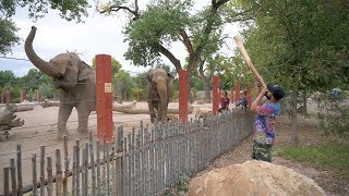 Elephants joyfully react to didgeridoo performance  ABQ BioPark Zoo [upl. by Llerut]