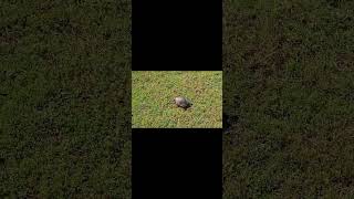 Tortoise running tortoise running [upl. by Odnama]