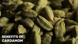 Health Benefits of Cardamom Home Remedy to Improve Digestion Boost Your Gut Health VentunoYoga [upl. by Ettenrahc567]