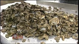 Watermen Fear New Law Could Limit Oyster Harvesting [upl. by Eudocia687]