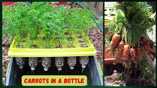 BOTTLE UP Grow Fresh Carrots Without A Garden hydroponics gardening carrots urbangardening [upl. by Ries]