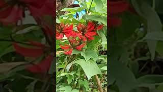 Erythrina indica Kodaikanal medicinal antioxidant kodaikanal shorts [upl. by Noman309]