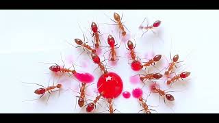 Ants drink red nectar 🐜🥤 ants nature amazing satisfying subscribe [upl. by Harlie571]