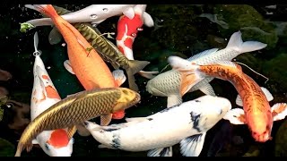 KOI FISH Ikan Hias Warna Warni Japan WATER Sound Relaxing HD [upl. by Aliakim789]