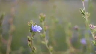 La flor de Bach Achicoria  Chicory [upl. by Je942]