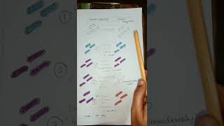 Gram staining procedure in Tamilmicrobiology gramstaining [upl. by Elocel]