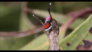 Maratus splendens courtship and mating [upl. by Harlene652]