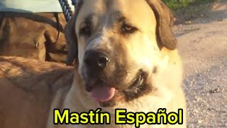 HISTORIA DEL MASTÍN ESPAÑOL [upl. by Drandell738]