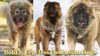 Caucasian Shepherd Dog A Largest amp Powerful Russian Bear Dog  Caucasian Ovcharka Mountains Dog [upl. by Gardener40]