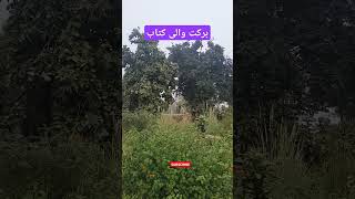 Barkat Wali Kitab religion nature allahalmighty motivational urdu quranurdu viralshorts [upl. by Aver550]