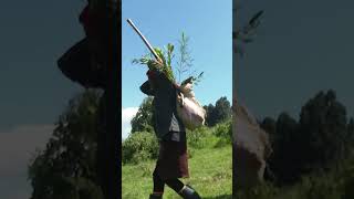 Energy CS Opiyo Wandayi arrives in Kericho to plant trees during Mazingira Day [upl. by Lotsyrk]