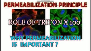 Permeabilization principle ll protocol ll Xgene and proteinX [upl. by Dacie]